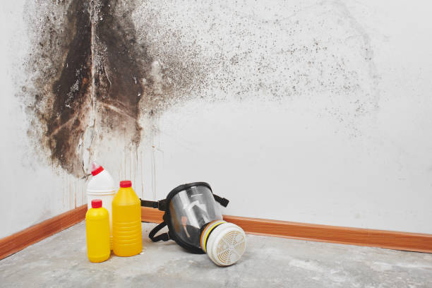 Professional Mold Removal in Waynesburg, OH