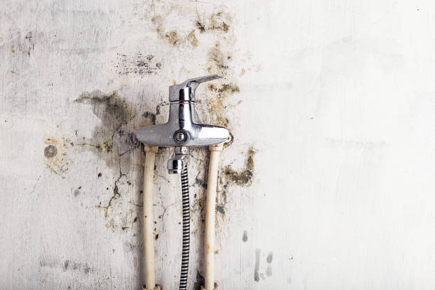 Best Toxic Mold Removal  in Waynesburg, OH