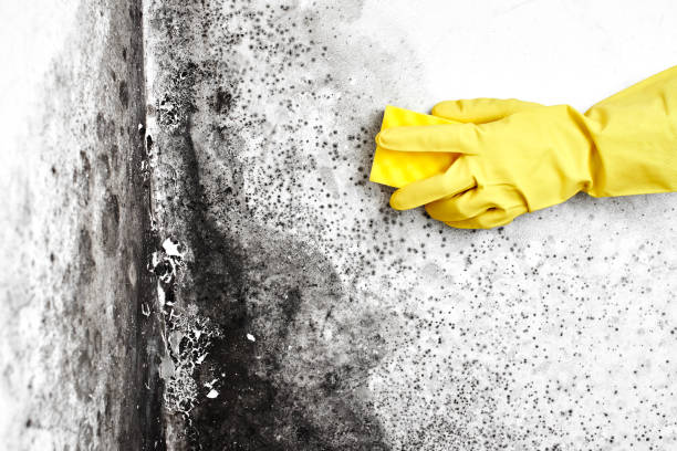 Best Mold Damage Repair  in Waynesburg, OH