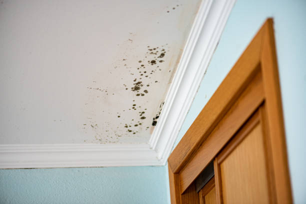 Office Mold Removal Services in Waynesburg, OH