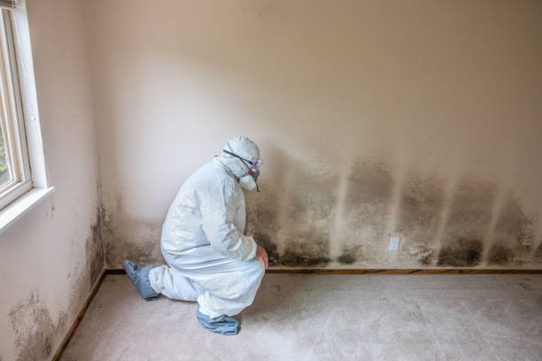 Best Toxic Mold Removal  in Waynesburg, OH